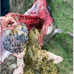 Screenshot from 2025-05-23 14-42-26